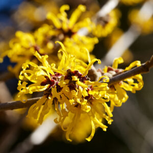 Hamamelis bei Hämorrhoiden wirkt lindernd und fördert die Wundheilung